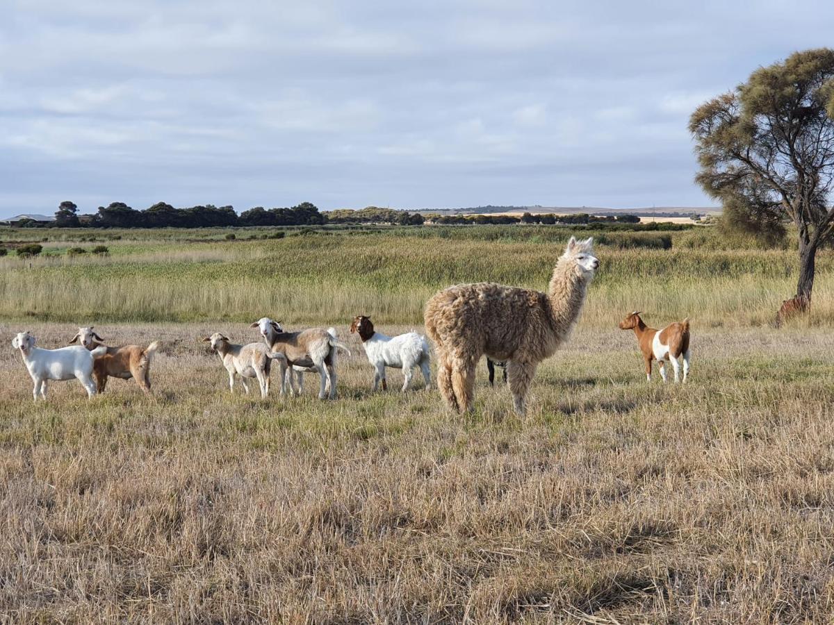 Coorong Island Retreat - Farm Stay At Pet Friendly Property Meningie Esterno foto